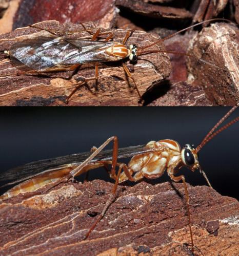 Ophion sp.